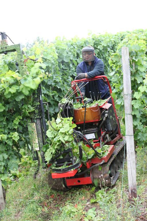 Weingut Pension Gibbert-Pohl Briedel Exterior foto